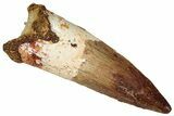 Fossil Spinosaurus Tooth - Real Dinosaur Tooth #360126-1